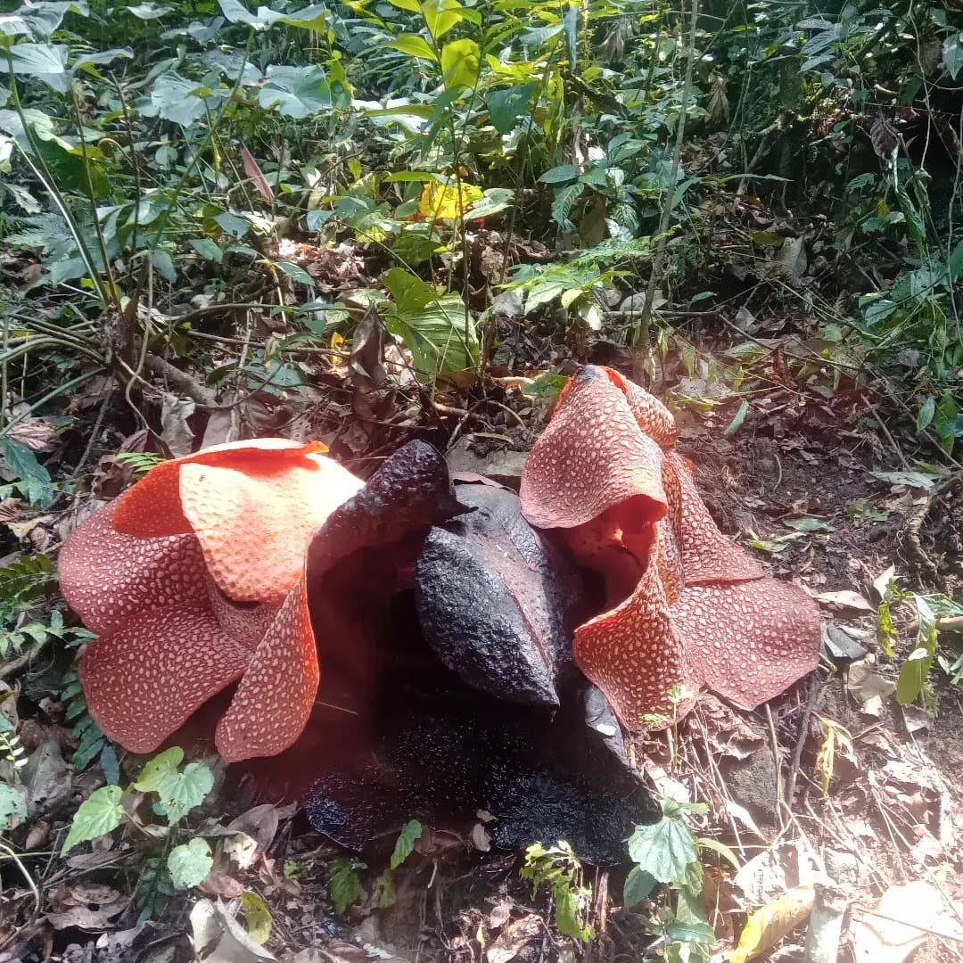 Rafflesia Arnoldii