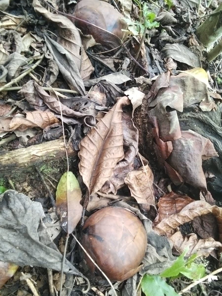 Rafflesia Arnoldii - Foto 1 dari 1
