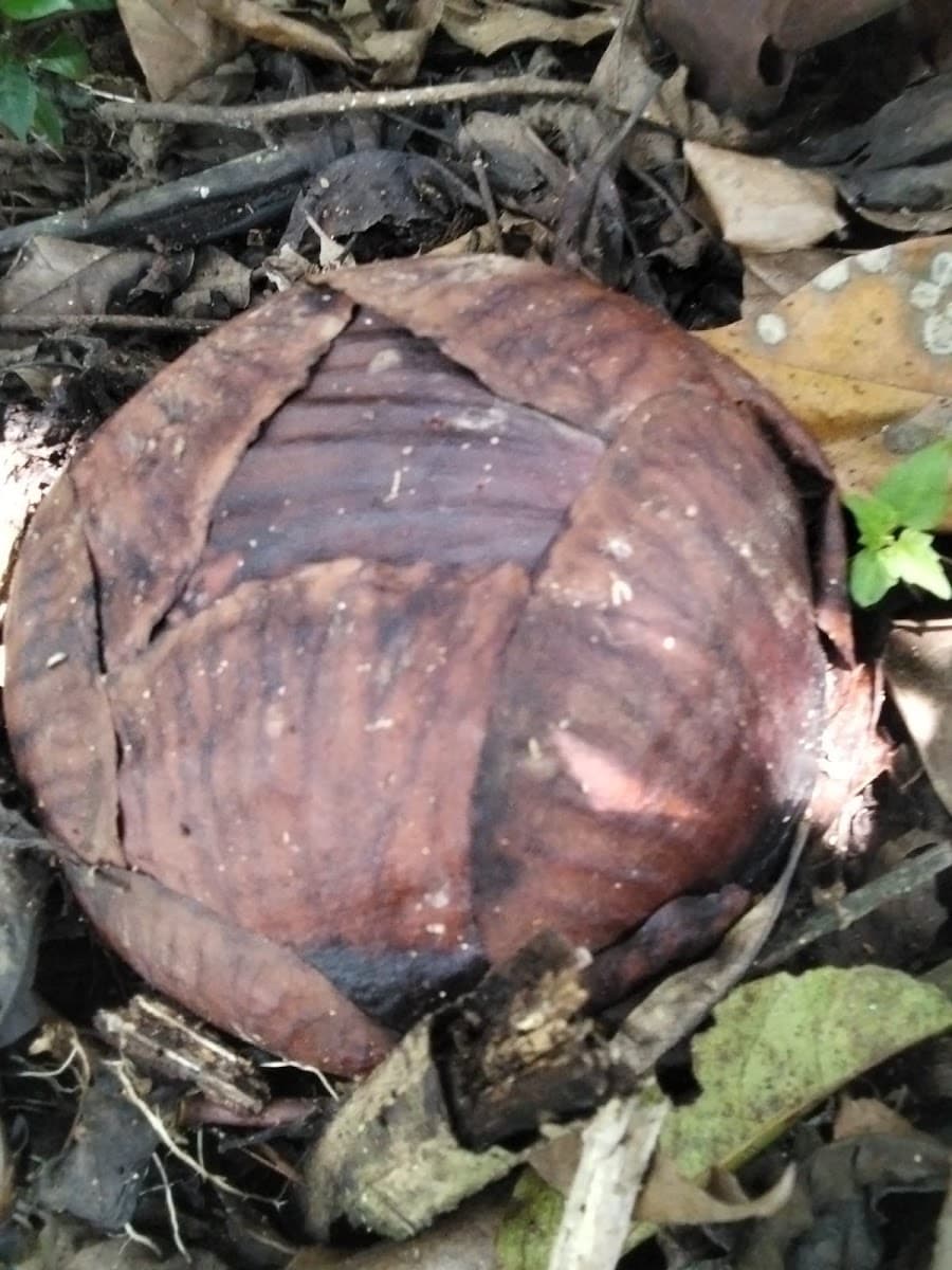 Rafflesia Arnoldii - Foto 1 dari 1
