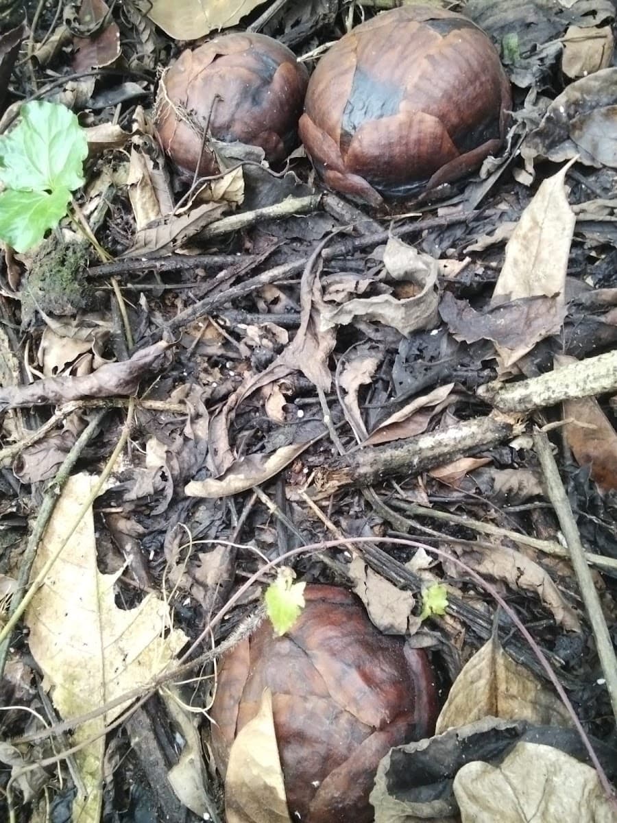 Rafflesia Arnoldii - Foto 1 dari 1
