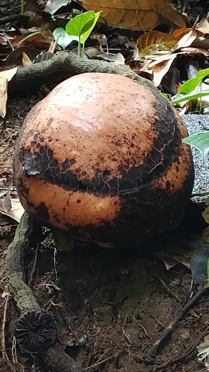 Rafflesia Kemumu - Foto 1 dari 1