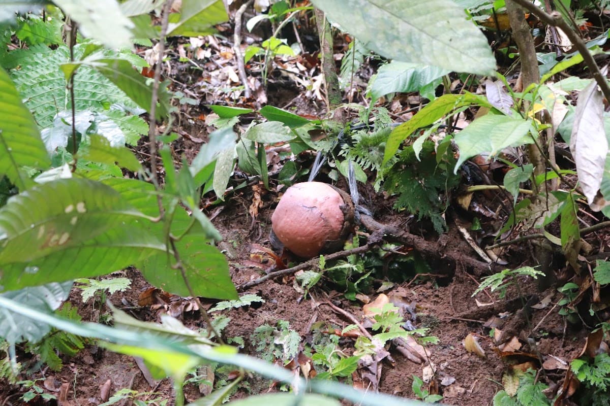 Rafflesia Kemumu