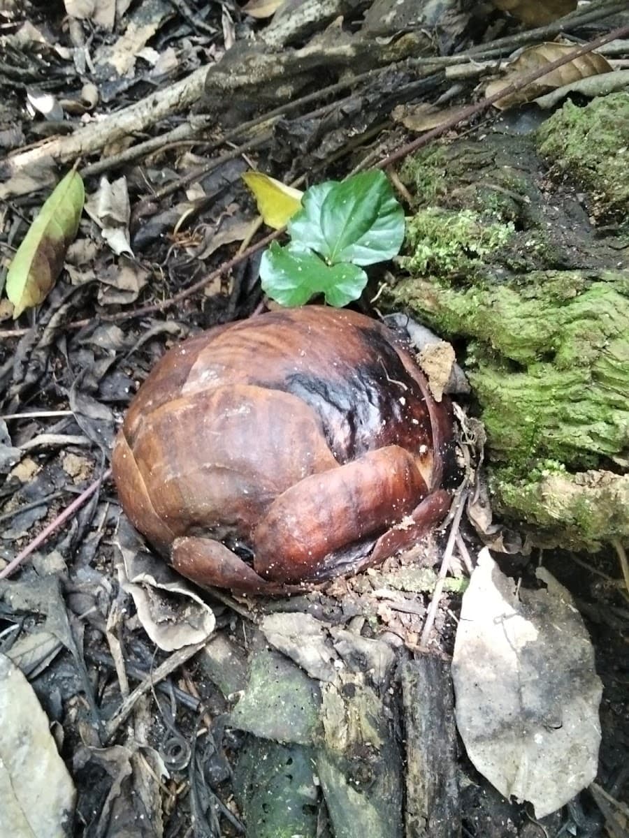 Rafflesia Arnoldii - Foto 1 dari 1