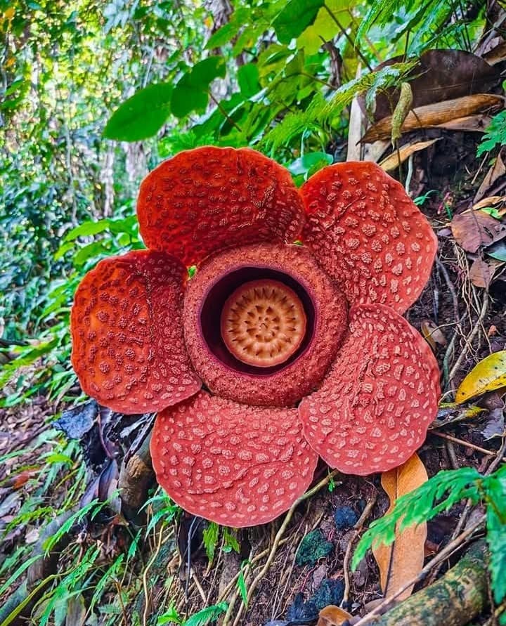 Rafflesia Kemumu