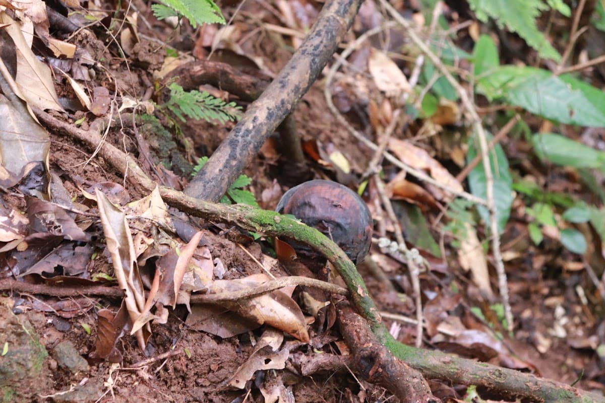 Rafflesia Kemumu