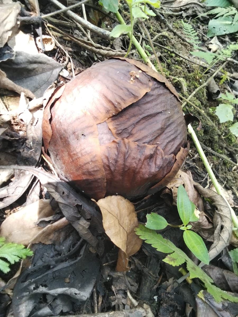 Rafflesia Arnoldii - Foto 1 dari 1