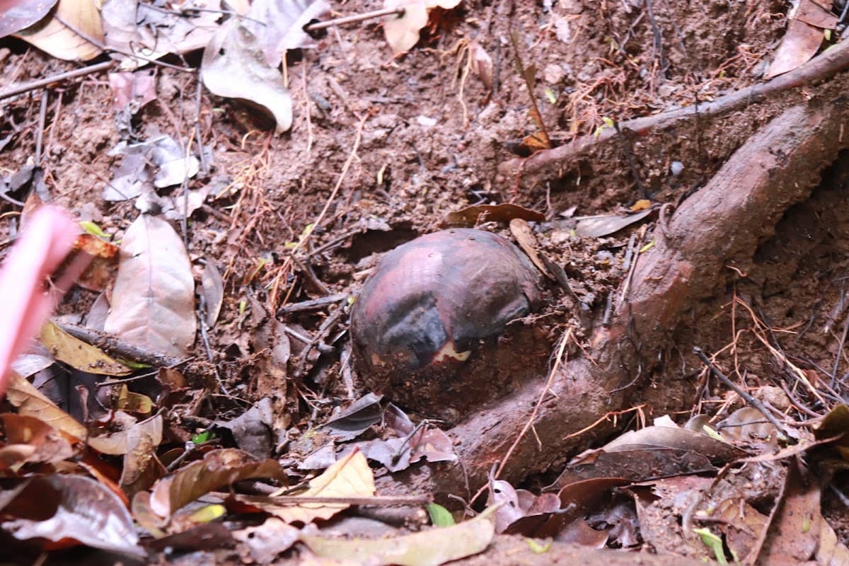 Rafflesia Kemumu