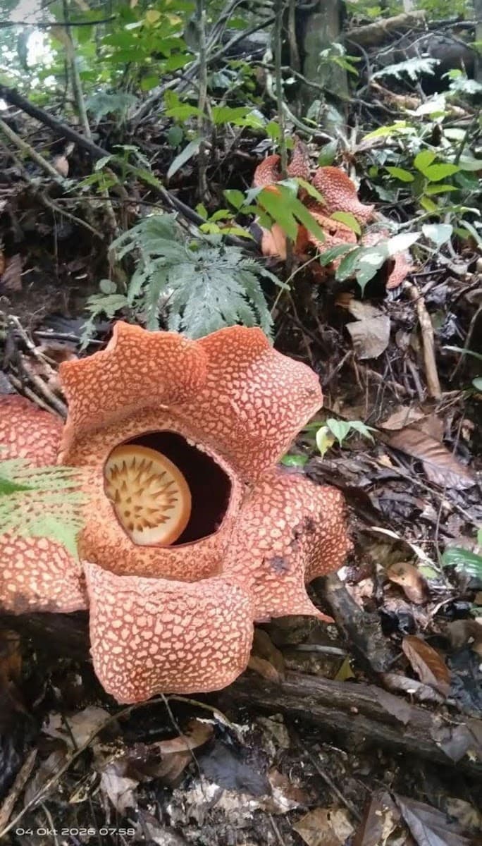 Rafflesia Arnoldii - Foto 1 dari 2