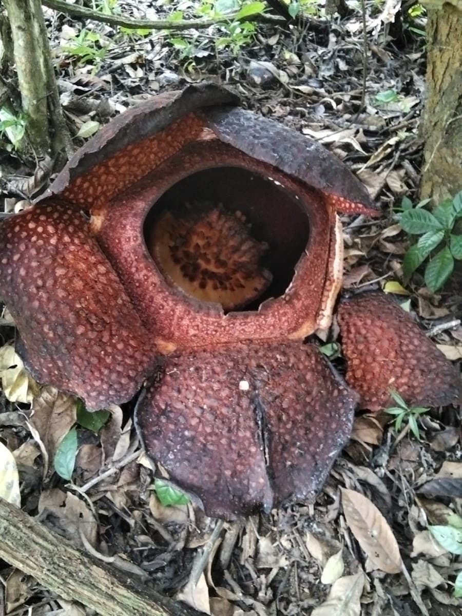 Rafflesia Arnoldii