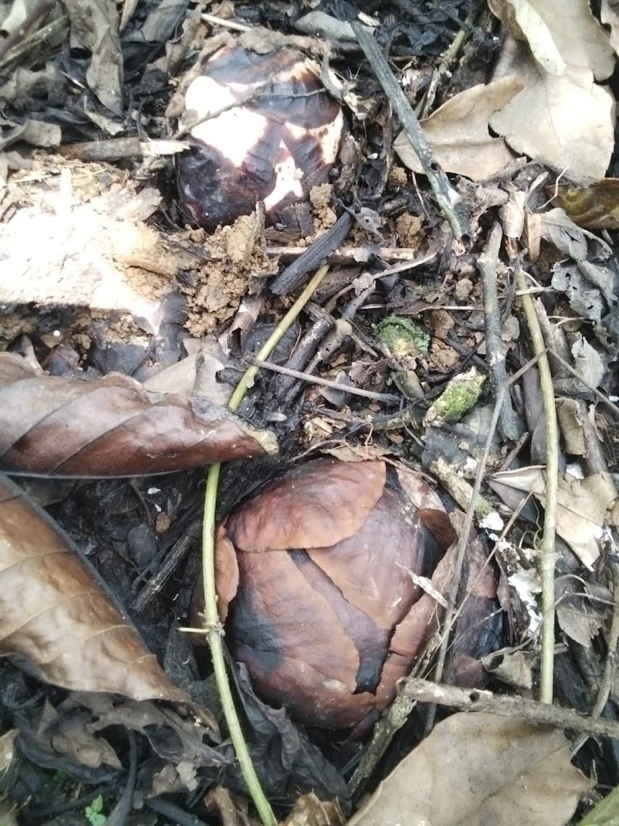 Rafflesia Arnoldii - Foto 1 dari 1