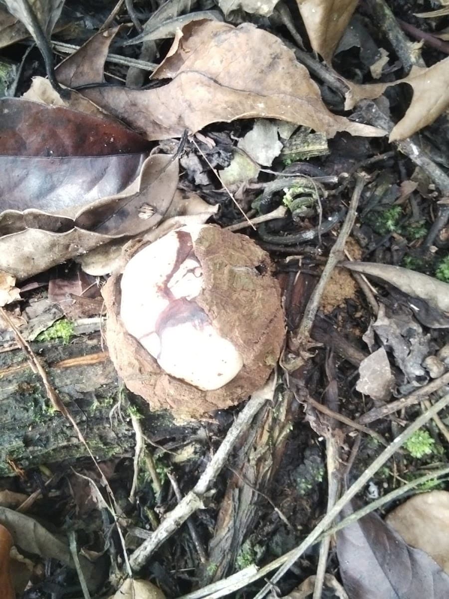 Rafflesia Arnoldii - Foto 1 dari 1
