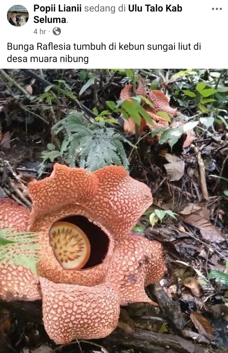 Rafflesia Arnoldii - Foto 2 dari 2