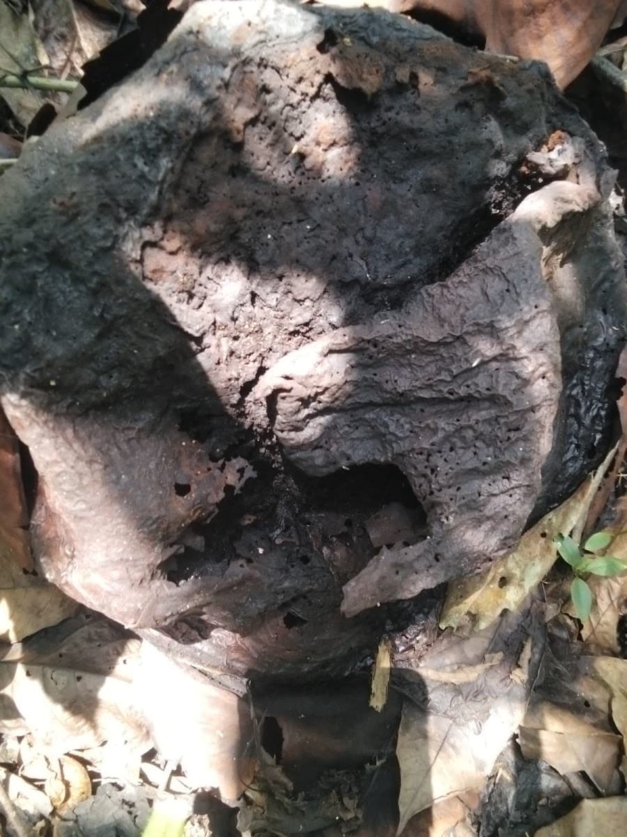 Rafflesia Arnoldii - Foto 1 dari 1
