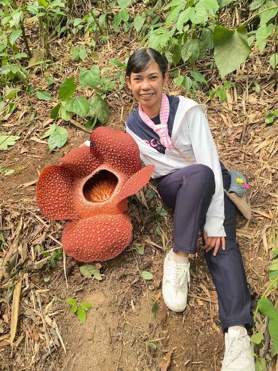 Rafflesia Arnoldii - Foto 1 dari 1