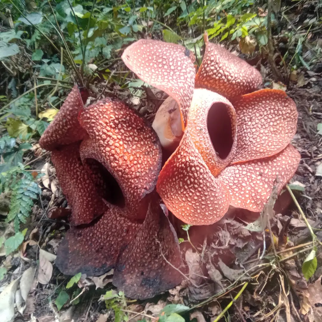 Rafflesia Arnoldii