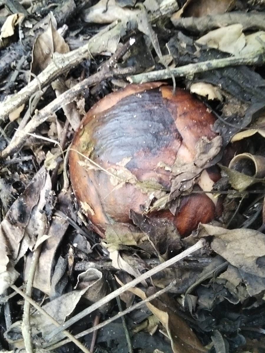 Rafflesia Arnoldii - Foto 1 dari 1