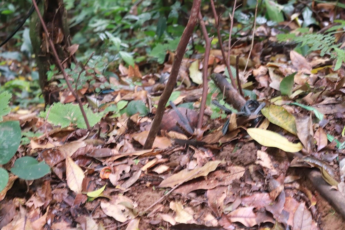 Rafflesia Kemumu