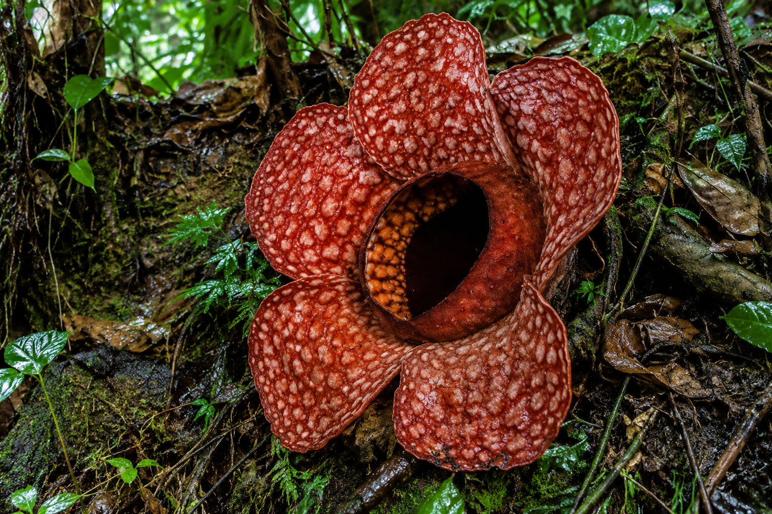 Rafflesia gadutensis