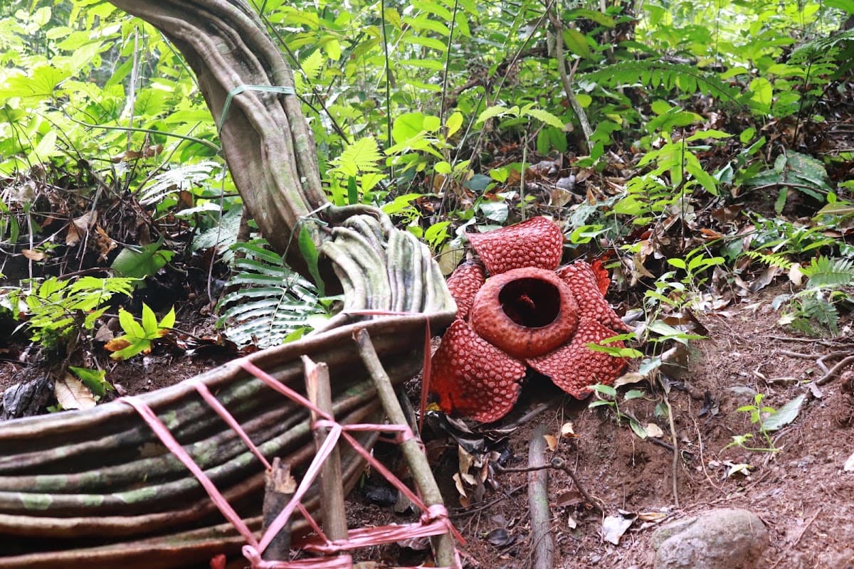 Rafflesia Kemumu